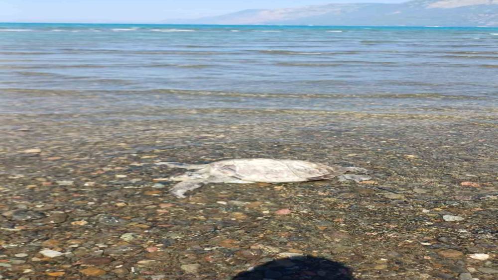 Ula&rsquo;da sahilde Caretta Caretta bulundu
