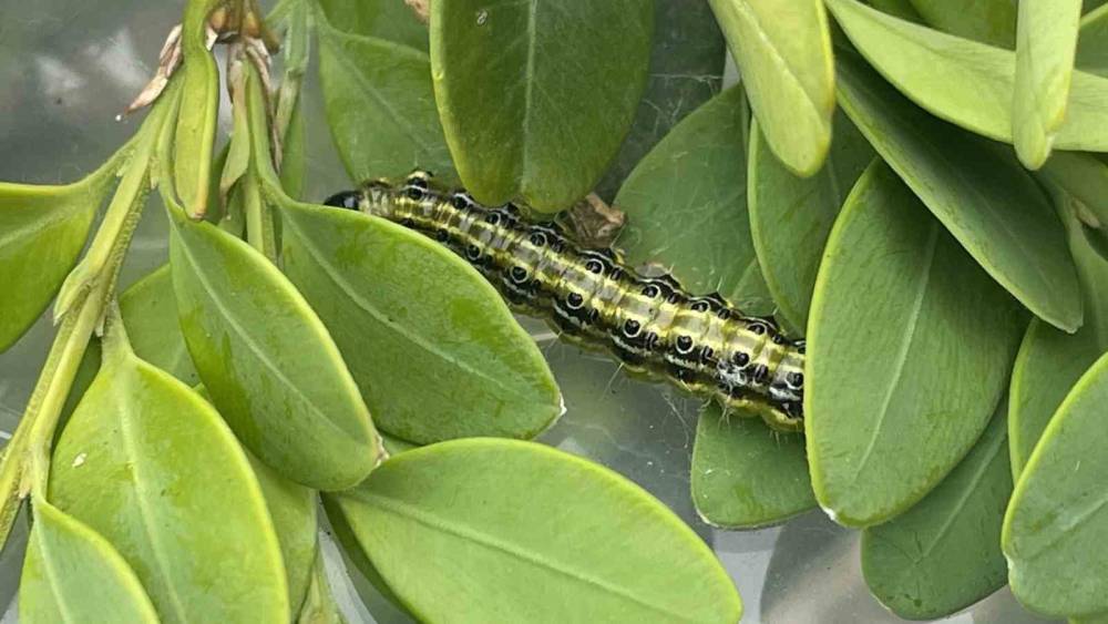 Artvin&rsquo;de şimşir g&uuml;vesine karşı biyolojik m&uuml;cadele s&uuml;r&uuml;yor
