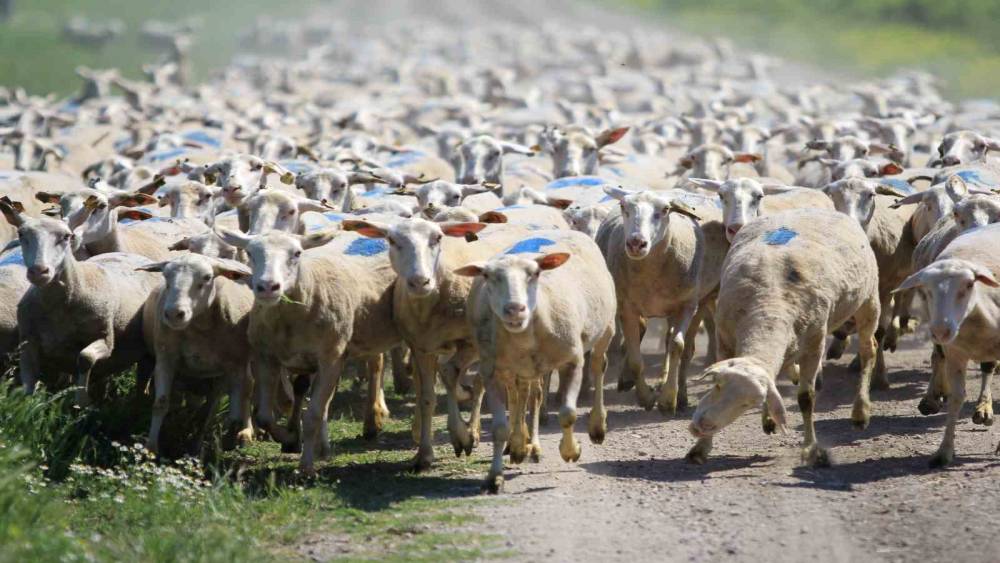 "Kırsalda Bereket K&uuml;&ccedil;&uuml;kbaşa Destek Projesi"nde son g&uuml;n uyarısı
