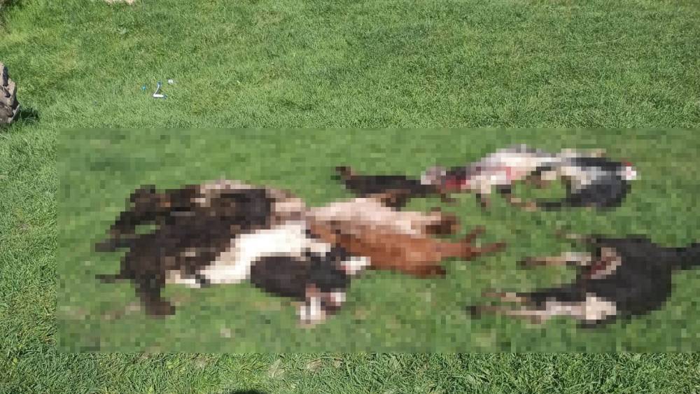 K&uuml;tahya&rsquo;da kurtlar girdikleri ağılda 25 k&uuml;&ccedil;&uuml;kbaş hayvanı telef etti
