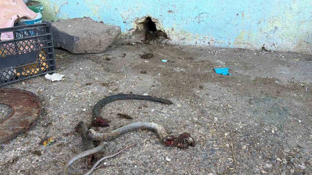 Yılanı vurmak isterken 5 kişiyi yaraladı
