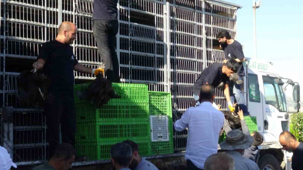 Gerc&uuml;ş&rsquo;te 107 &uuml;reticiye y&uuml;zde 75 hibeli tavuk ve yem dağıtıldı
