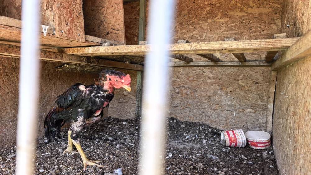 500 bin liralık horoz operasyonu: 50 kişiye ceza yağdı
