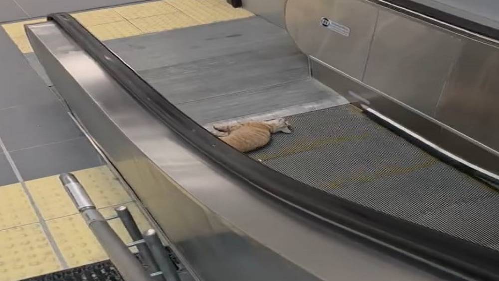 Başakşehir Metro İstasyonu&rsquo;nda kedi y&uuml;r&uuml;yen merdivene sıkıştı
