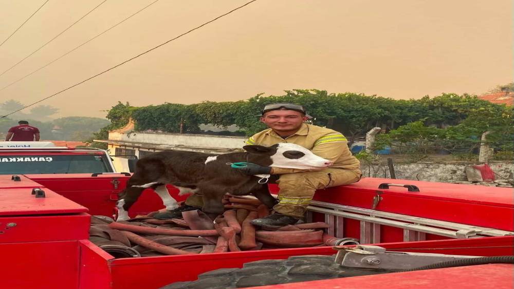 Orman yangınından kurtarılan buzağının i&ccedil; ısıtan fotoğrafı
