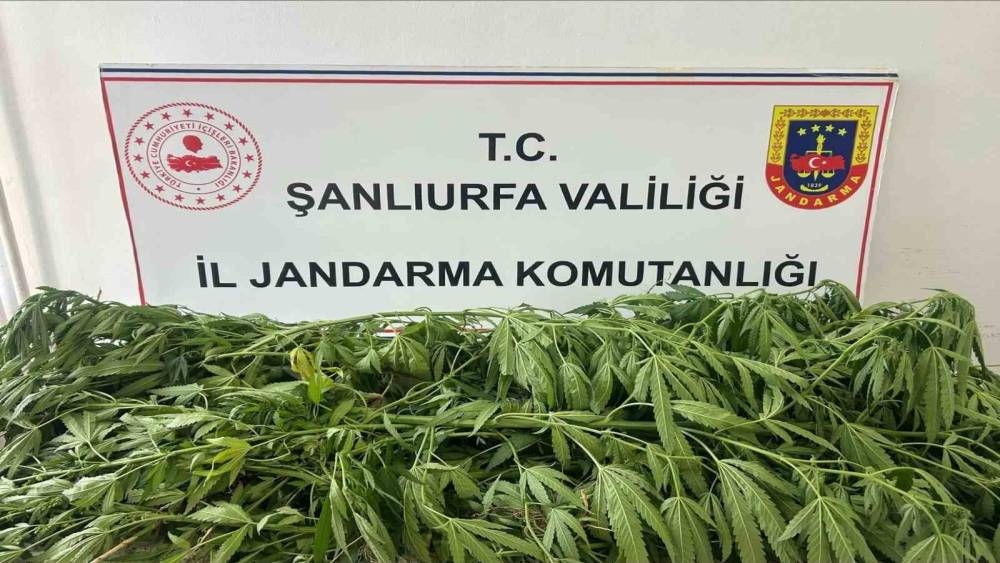 Şanlıurfa&rsquo;da 35 k&ouml;k kenevir ele ge&ccedil;irildi: 1 g&ouml;zaltı
