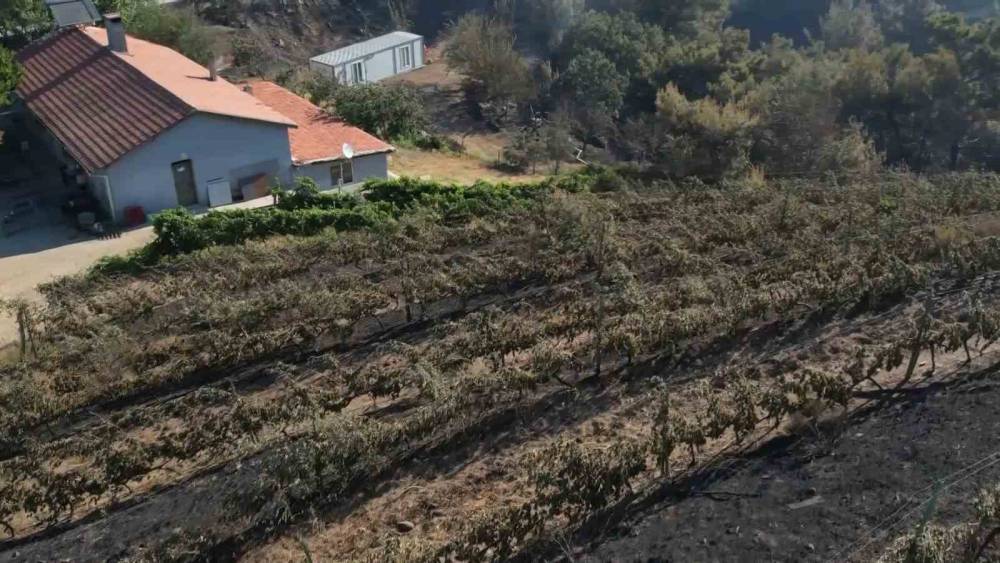Alevler yılların emeğini k&uuml;l etti...300 d&ouml;n&uuml;m &uuml;z&uuml;m bağı ve tesis de k&uuml;le d&ouml;nd&uuml;
