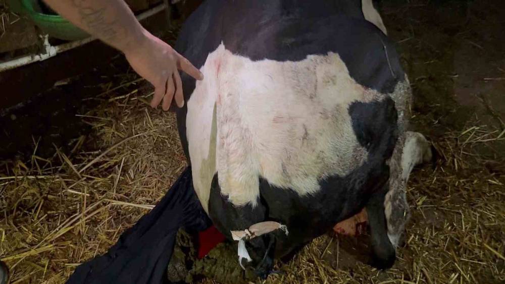 Bah&ccedil;esine giren dananın kuyruğunu baltayla kesti
