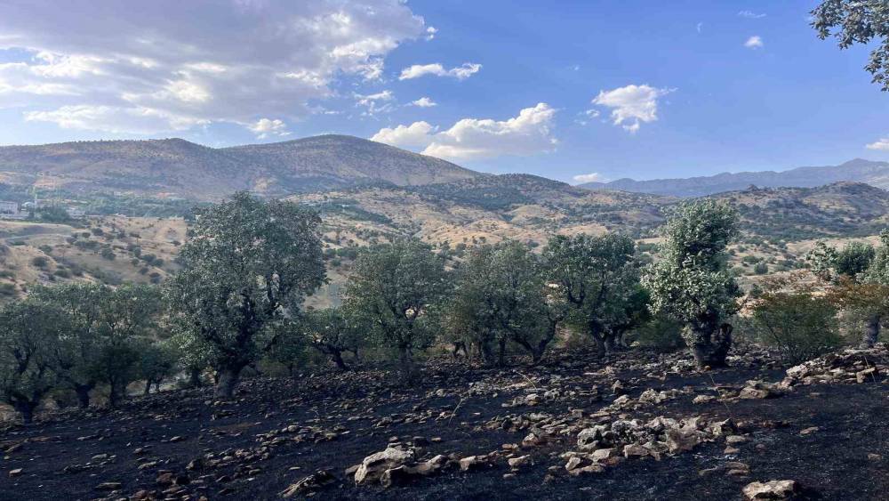Siirt&rsquo;te 5 ayrı noktada yangın alarmı: 4 b&ouml;lgede s&ouml;nd&uuml;r&uuml;ld&uuml;, &Ccedil;amtaşı&rsquo;nda m&uuml;dahale s&uuml;r&uuml;yor
