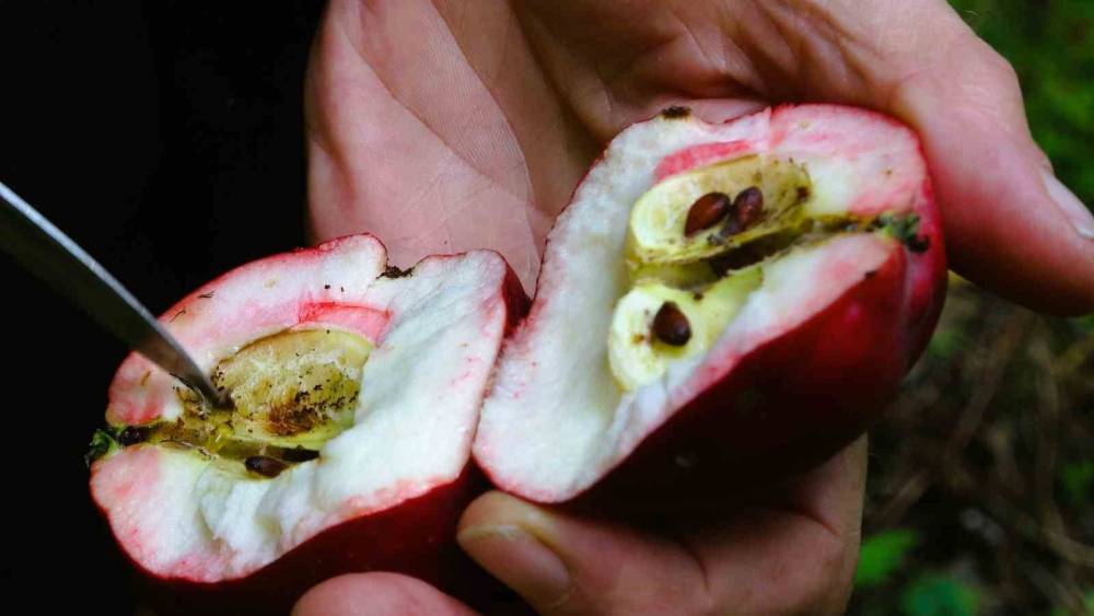 Coğrafi işaretli içi kırmızı elmada hasat zamanı
