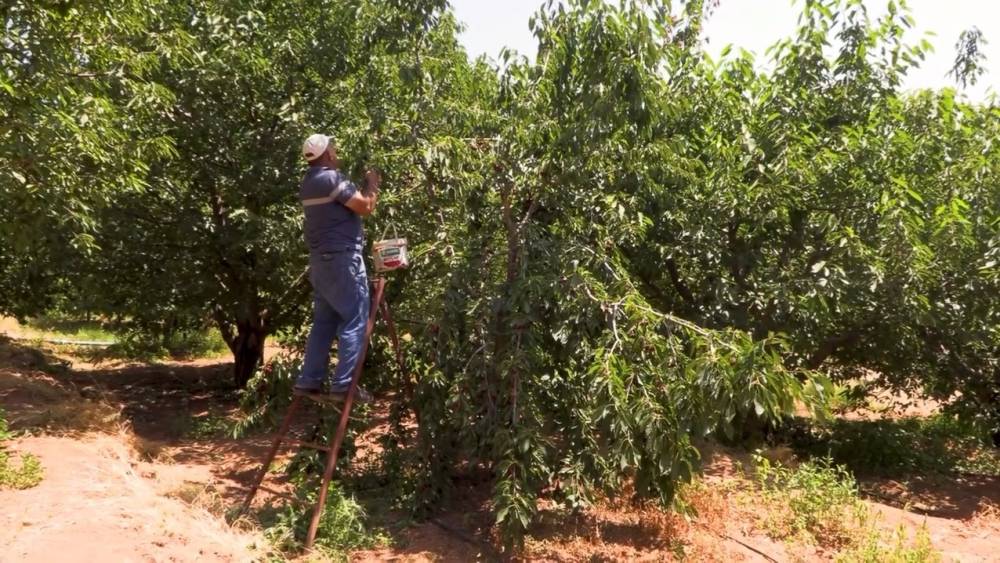 Su tarlaya ulaştı, Emirler&rsquo;de kiraz &uuml;retimi arttı
