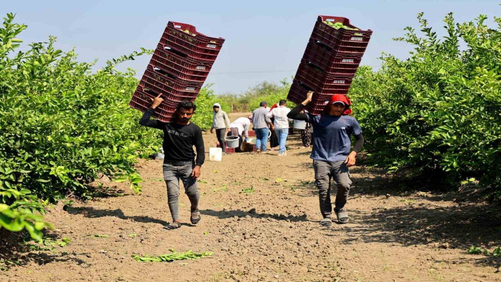 &Ccedil;ukurova&rsquo;da tarım iş&ccedil;isi yevmiyeleri bin 613 lira oldu
