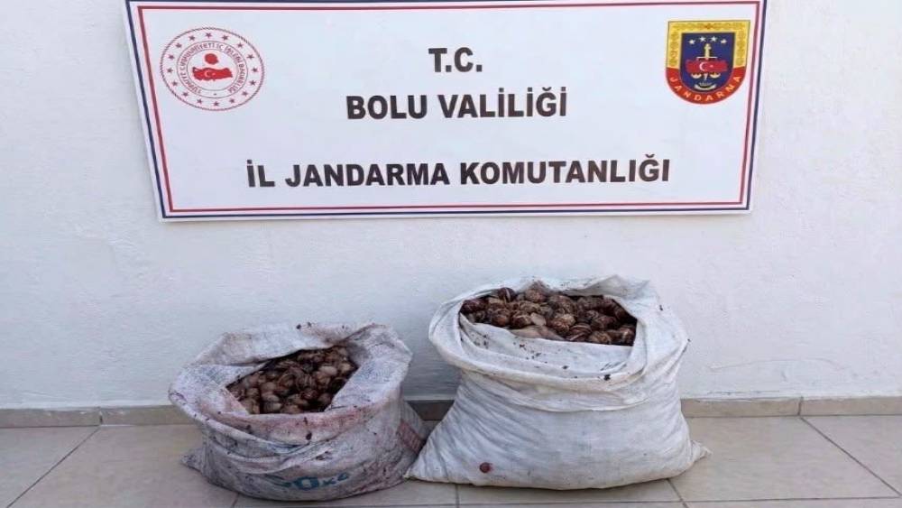 Bolu&rsquo;da ka&ccedil;ak salyangoz operasyonu: 2 şahıs jandarmaya yakalandı
