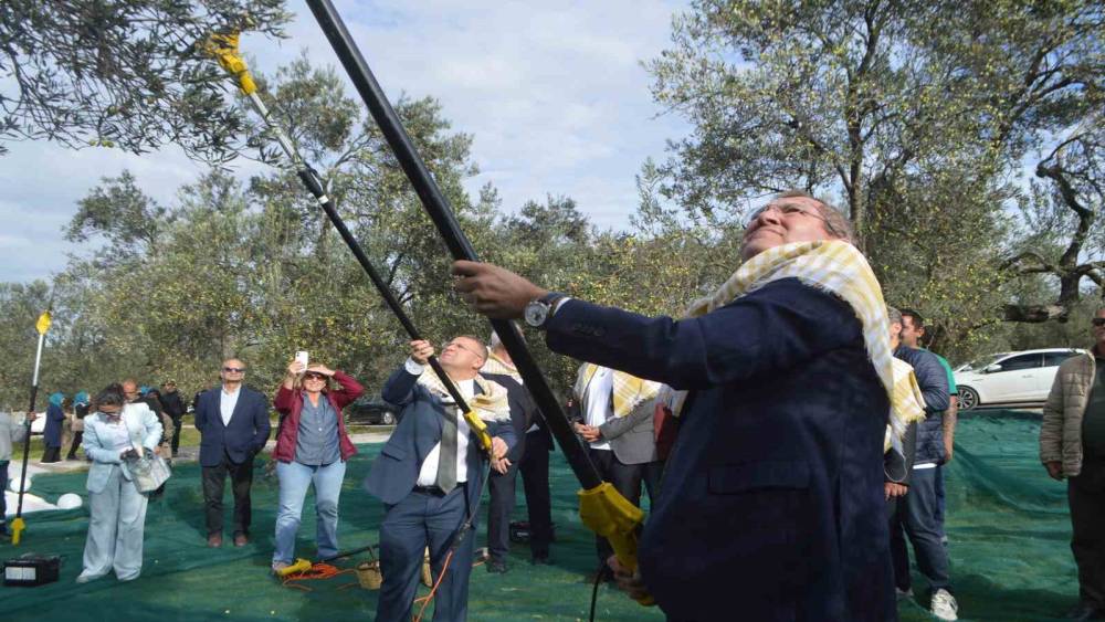 21. Uluslararası Zeytin Hasat ve Turizm Festivali&rsquo;nde hasat yapıldı

