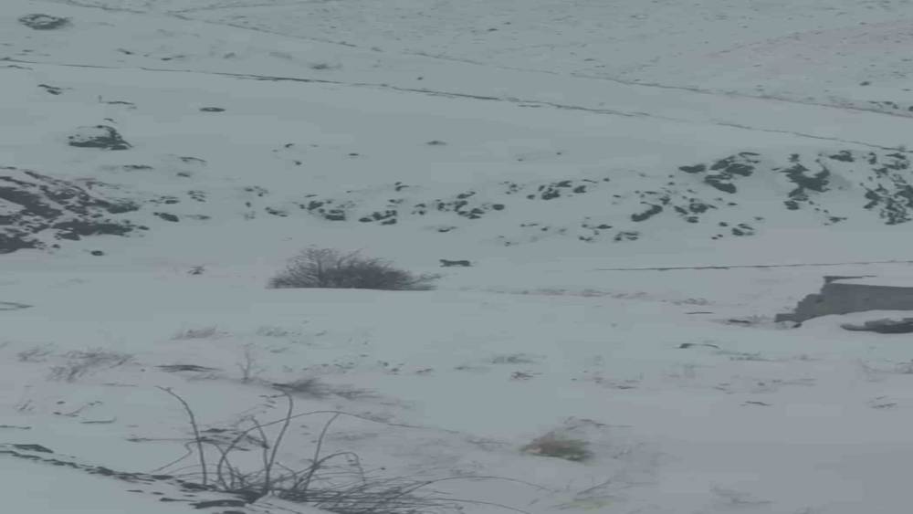 Iğdır&rsquo;da a&ccedil; kalan 3 vaşak k&ouml;ye indi
