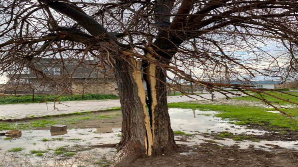 Mardin&rsquo;de yıldırımın isabet ettiği ağa&ccedil; ikiye b&ouml;l&uuml;nd&uuml;
