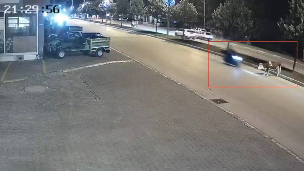 Motosikletle b&uuml;y&uuml;kbaş hayvana &ccedil;arptı
