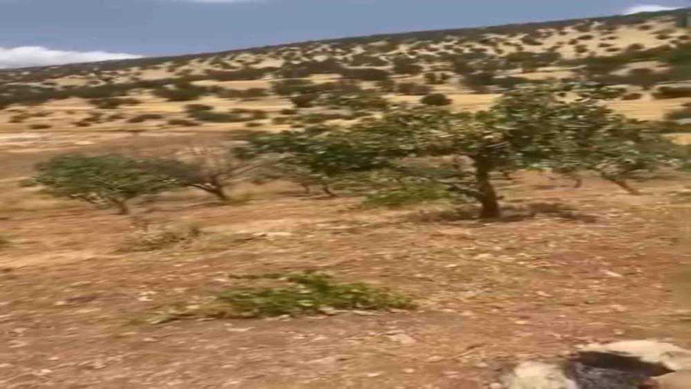 Siirt&rsquo;te yaban domuzları 20 yıllık fıstık ağa&ccedil;larına zarar verdi
